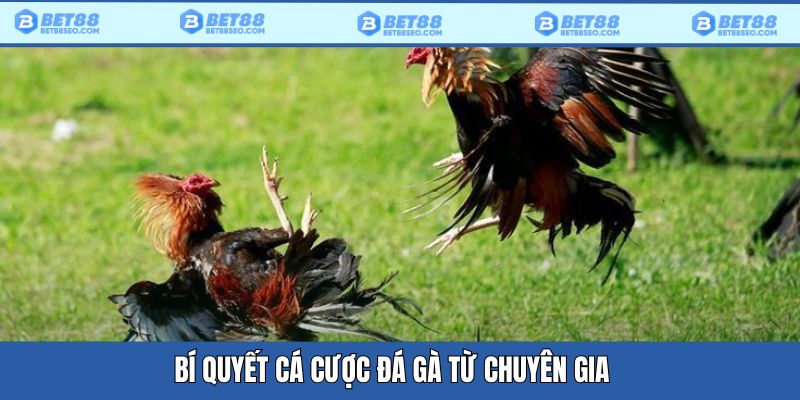 Bí quyết từ các chuyên gia