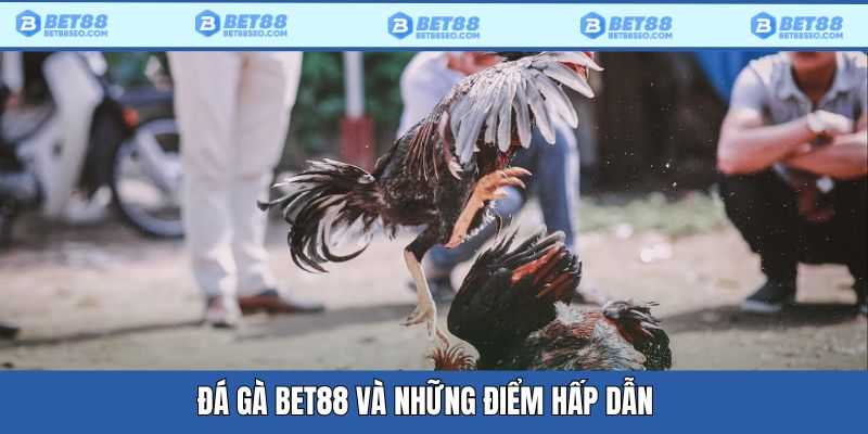 Những điểm hấp dẫn tại đá gà Bet88