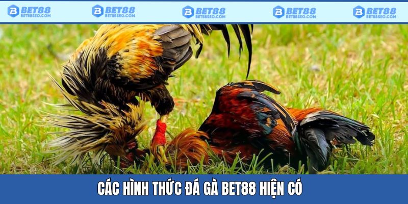 Những hình thức đá gà tại nhà cái